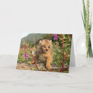 Canadian Lynx Kitten, Alaska Card