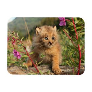 Canadian Lynx Kitten, Alaska Magnet