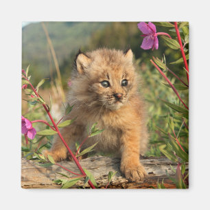 Canadian Lynx Kitten, Alaska Magnet