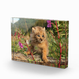 Canadian Lynx Kitten, Alaska Photo Block