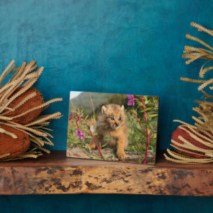 Canadian Lynx Kitten, Alaska Plaque