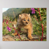 Canadian Lynx Kitten, Alaska