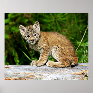 Canadian Lynx Kitten Poster