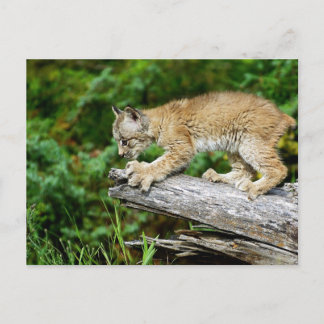Canadian Lynx Kitten Ready to Pounce Postcard