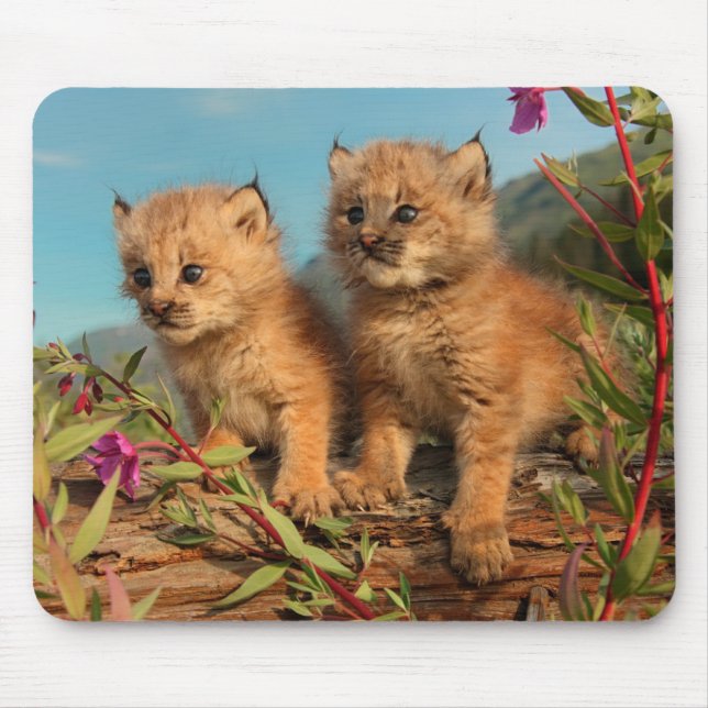 Canadian Lynx Kittens, Alaska Mouse Pad (Front)