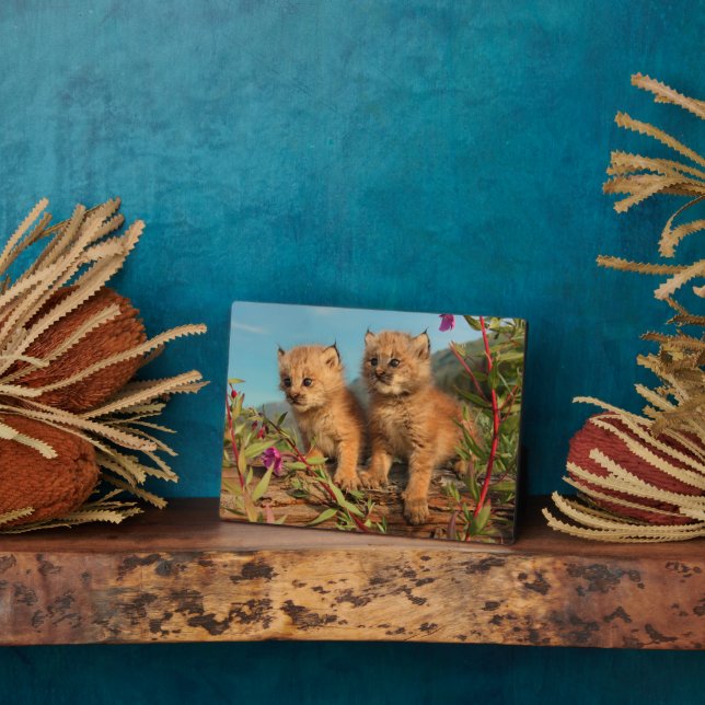 Canadian Lynx Kittens, Alaska Plaque (Side)