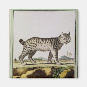 Canadian Lynx Magnet