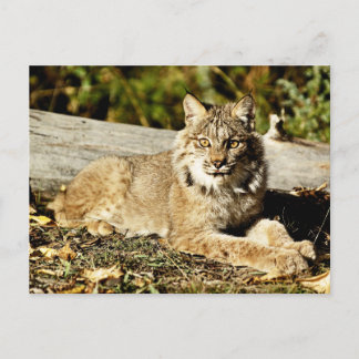 Canadian Lynx Postcard