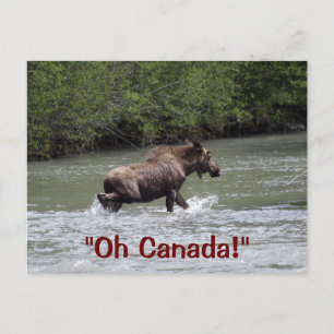 Canadian Moose Wildlife Animal Postcard