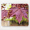 Canadian Red Maple Leaves