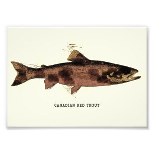 Canadian Red Trout Vintage Illustration Sketch Photo Print