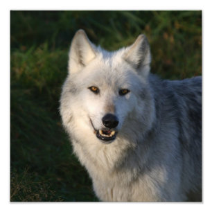 Canadian Timber Wolf Canadian Timber Wolf Photo Print