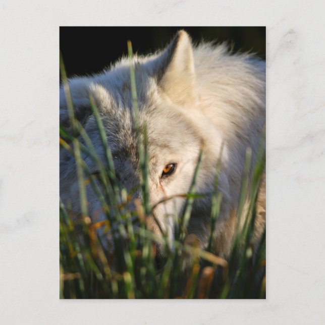 Canadian Timber Wolf Postcard (Front)