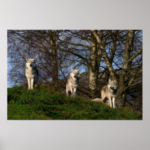 Canadian Timber Wolf Poster/Print Poster