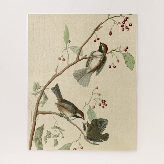 Canadian Titmouse from Audubon's Birds of America Jigsaw Puzzle (Vertical)