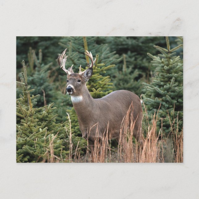 Canadian White Tail Deer  Postcard (Front)