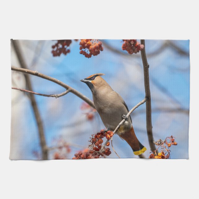 Canadian Wildlife: Bohemian Waxwing Photography Tea Towel (Horizontal)