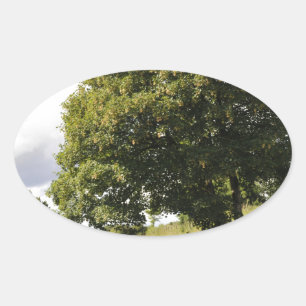 Canal Boats Oval Sticker