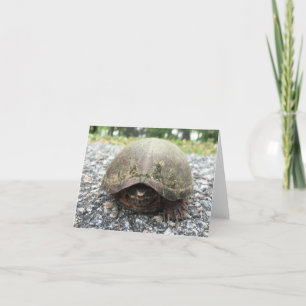 canal turtle notecard