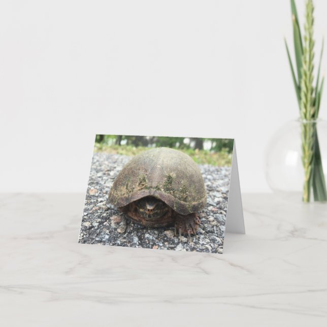 canal turtle notecard (Front)