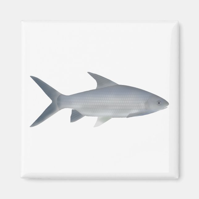 Canara Barb Magnet (Front)