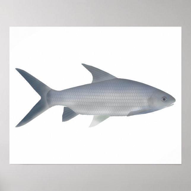 Canara Barb Poster (Front)