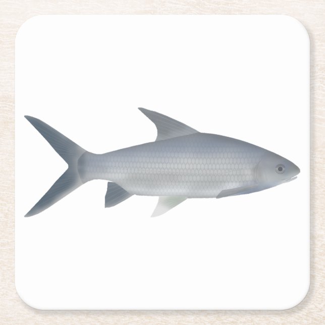 Canara Barb Square Paper Coaster (Front)