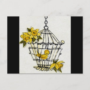 Canary and Dafodills Postcard