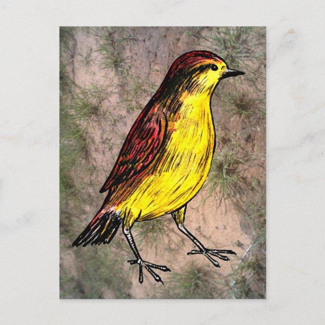 Canary Bird Postcard (Front)