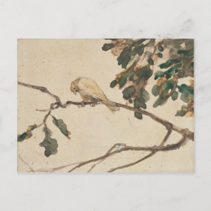 Canary on an Oak Tree Branch Postcard