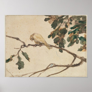 Canary on an Oak Tree Branch Poster