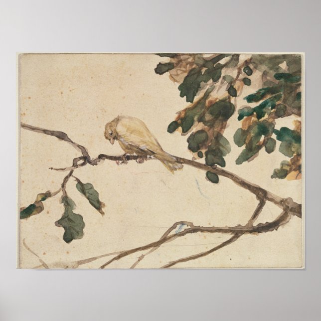 Canary on an Oak Tree Branch Poster (Front)