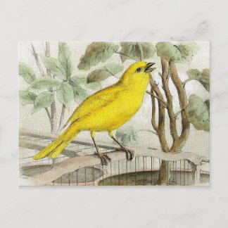Canary Vintage Illustration Postcard