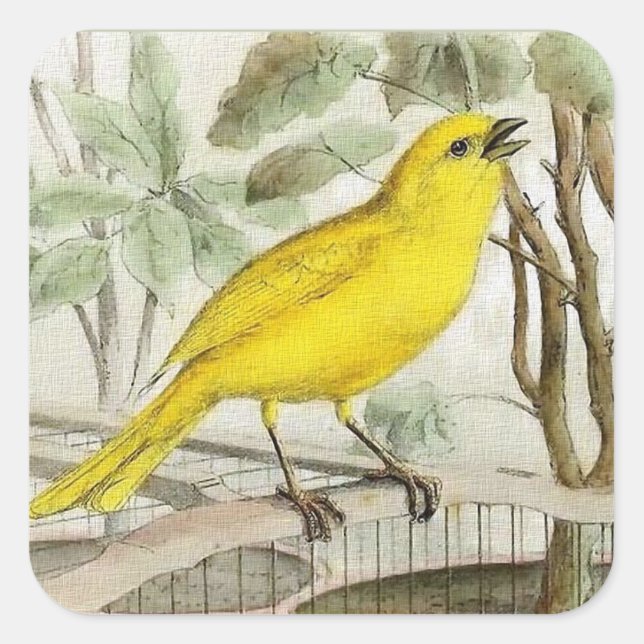 Canary Vintage Illustration Square Sticker (Front)