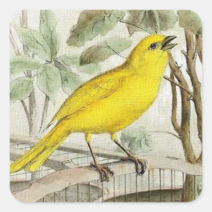Canary Vintage Illustration Square Sticker
