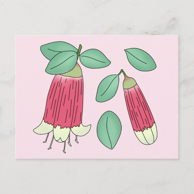 Canberra Bells Postcard (Front)