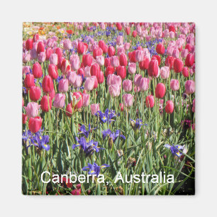 Canberra tulips magnet