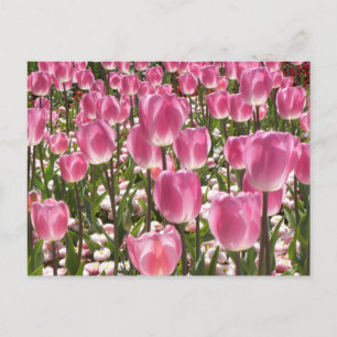 Canberra Tulips Postcard