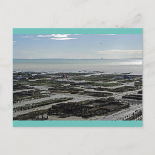Cancale Oyster Park France Postcard