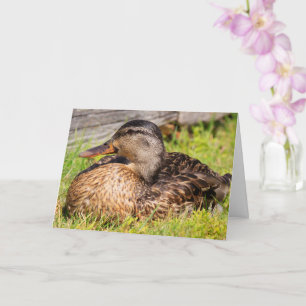 Cancer Encouragement Mallard Duck Card