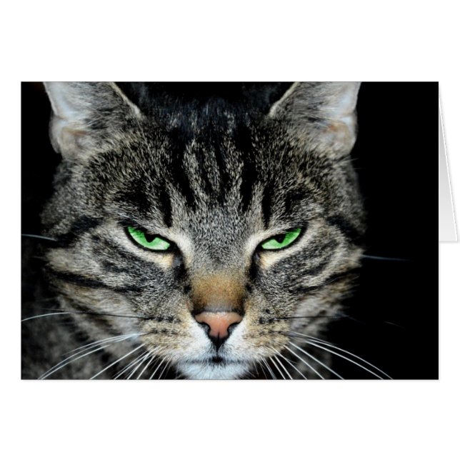 Cancer is Tough but You're Tougher Angry Cat (Front Horizontal)