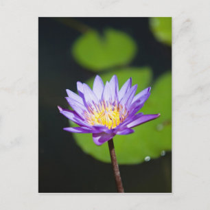 Cancun, Mexico Postcard