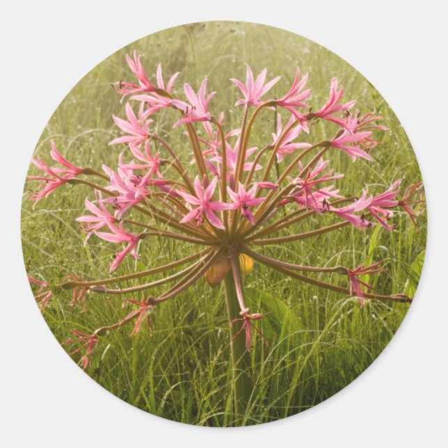 Candelabra Flower (Brunsvigia Radulosa) Classic Round Sticker (Front)