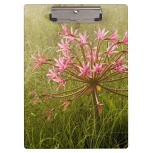 Candelabra Flower (Brunsvigia Radulosa) Clipboard