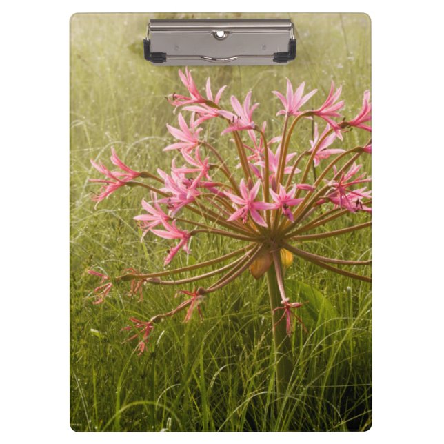 Candelabra Flower (Brunsvigia Radulosa) Clipboard (Front)