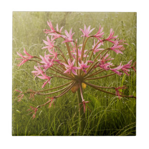 Candelabra Flower (Brunsvigia Radulosa) Tile