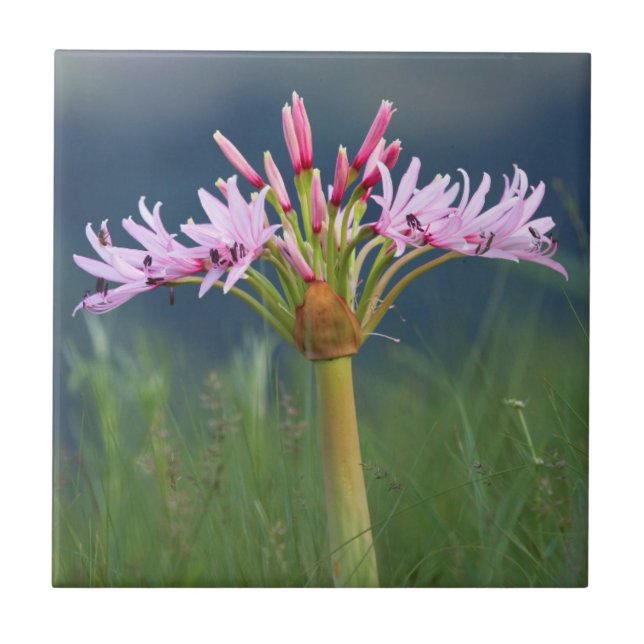 Candelabra Flower (Brunsvigia Radulosa), Umgeni Ceramic Tile (Front)
