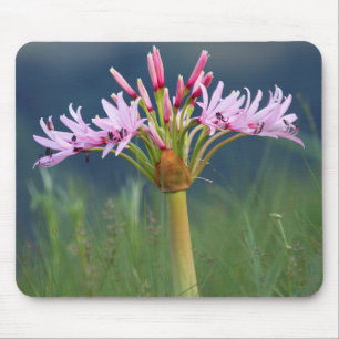Candelabra Flower (Brunsvigia Radulosa), Umgeni Mouse Pad