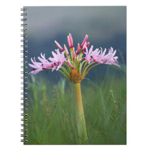 Candelabra Flower (Brunsvigia Radulosa), Umgeni Notebook