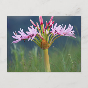 Candelabra Flower (Brunsvigia Radulosa), Umgeni Postcard